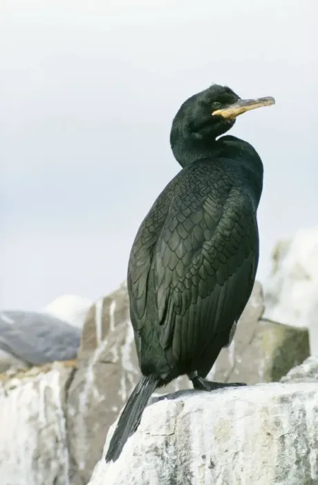 Framed Print : Shag. DU-384. SHAG - ON CLIFF. Phalacrocorax aristotelis Framed Print : Shag. DU-384. SHAG - ON CLIFF. Phalacrocorax aristotelis