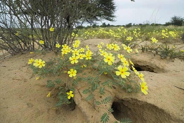 Dubbeltjie flowers after good rainfall. Kgalagadi Transfrontier Park, Northern Cape, South Africa