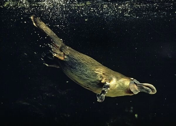 Duck-billed  /  Duckbill Platypus swimming underwater. O: Monotrema Australia