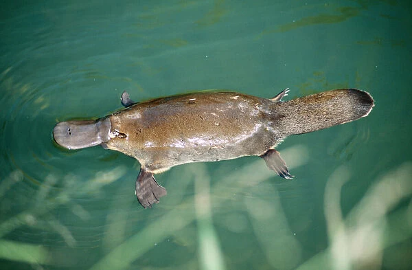 Duck-billed Platypus On surface near bank of creek. Distribution: Eastcoast Australia & Tasmania