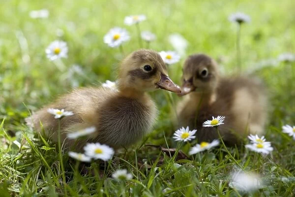 DUCK - Ducklings in grass