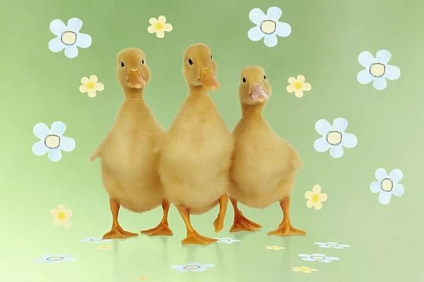 DUCK. Three ducklings stood in a row Digital Manipulation: Background colour & JD flowers