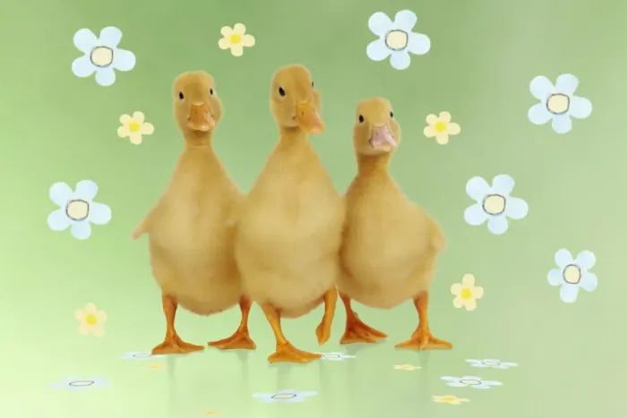 Framed Print : DUCK. Three ducklings stood in a row Digital Manipulation: Background colour & JD flowers Framed Print : DUCK. Three ducklings stood in a row Digital Manipulation: Background colour & JD flowers