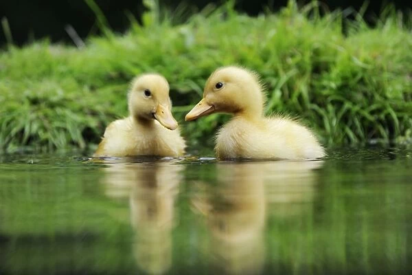 DUCK. Ducklings swimming together in a pond