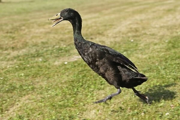 Duck - Indian Runner - black