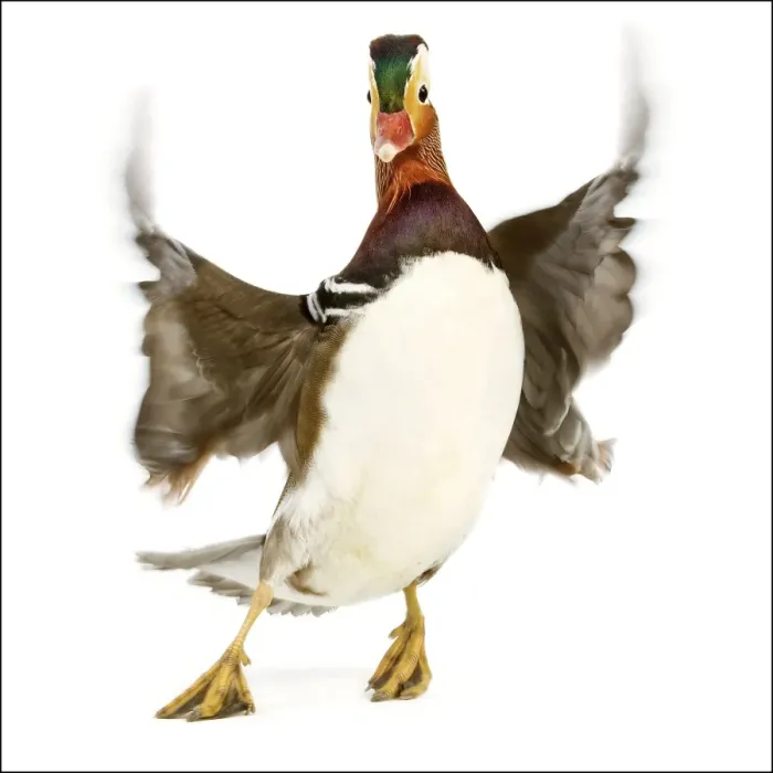 Framed Print : Duck - Mandarin - taking off. In studio Framed Print : Duck - Mandarin - taking off. In studio