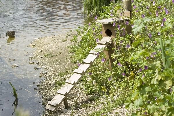 Duck nesting box and ladder - Pensthorpe Conservation Centre Fakenham Norfolk UK
