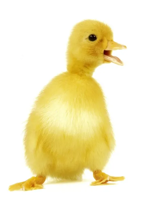 Framed Print : Duckling. LA-979. DUCK - Duckling. Jean Michel Labat Framed Print : Duckling. LA-979. DUCK - Duckling. Jean Michel Labat
