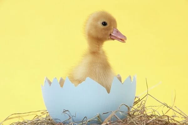 Duckling in large egg shell