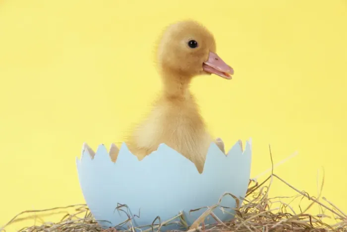 Framed Print : Duckling in large egg shell Framed Print : Duckling in large egg shell