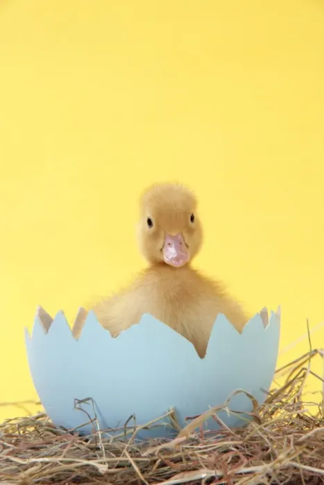 Framed Print : Duckling - in large egg shell Framed Print : Duckling - in large egg shell