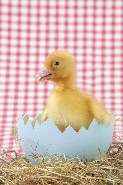 Duckling - in large egg shell
