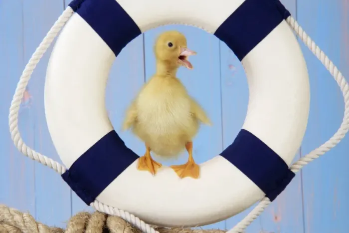 Framed Print : Duckling - with lifebelt Framed Print : Duckling - with lifebelt