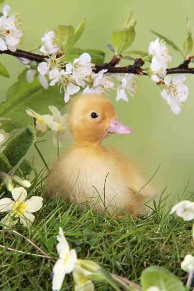 Duckling. in spring set