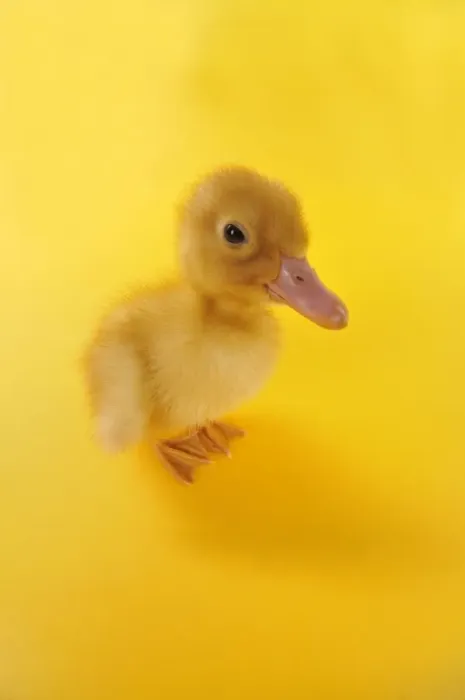 Framed Print : Duckling. taken with fisheye lens Framed Print : Duckling. taken with fisheye lens