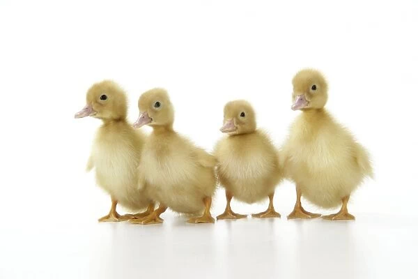 Ducklings. JD-20209. Ducklings.. John Daniels