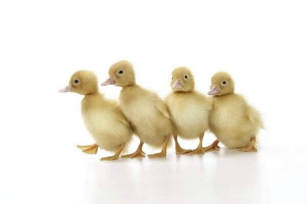 Ducklings. JD-20210. Ducklings.. John Daniels