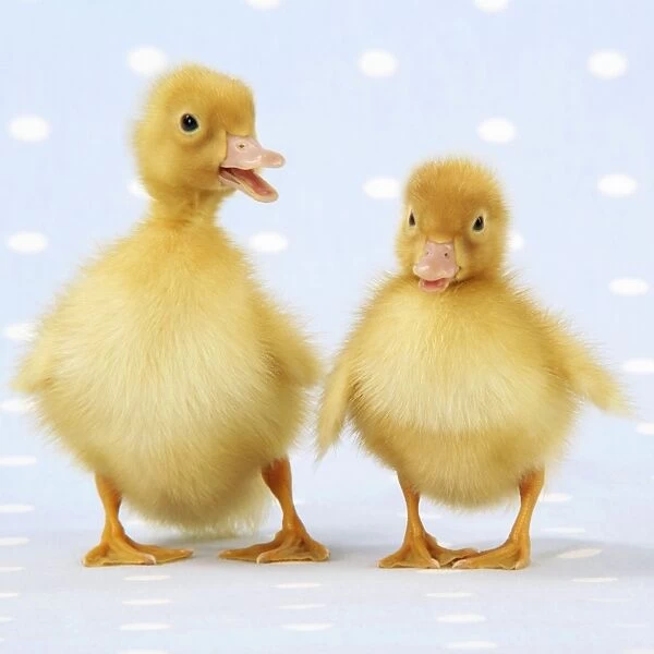 Ducklings on blue spotted background