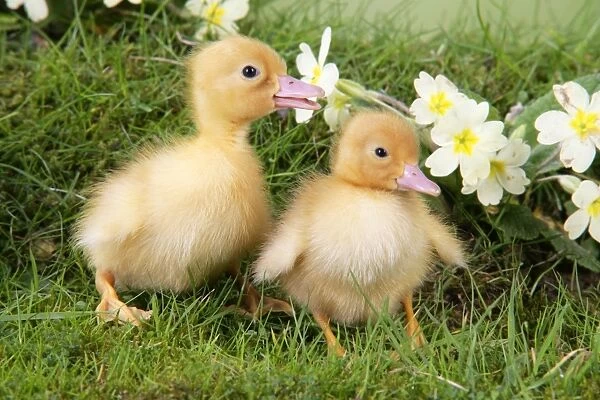 Ducklings. in spring set