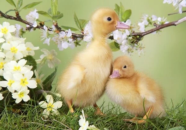 Ducklings - in spring set
