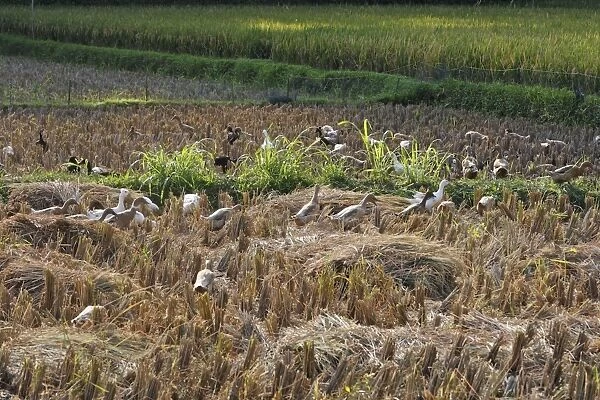 Ducks - grazing in rice fields - Bali near Ubud - Indonesia