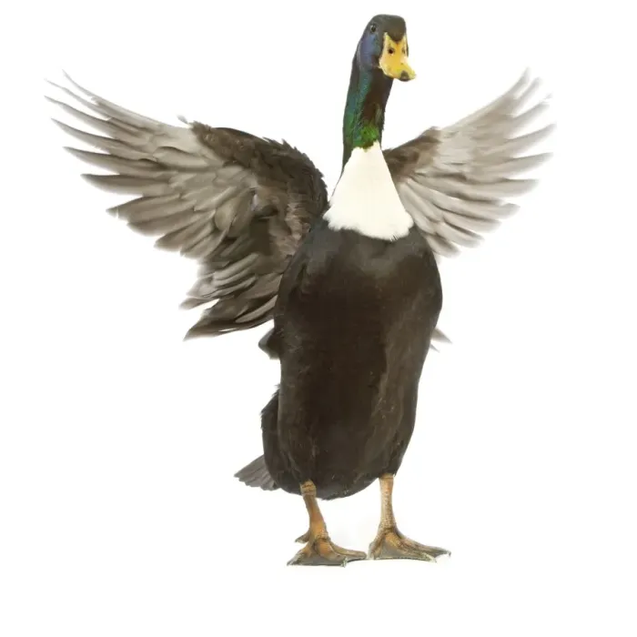 Framed Print : Duclair Duck - flapping wings in studio Framed Print : Duclair Duck - flapping wings in studio