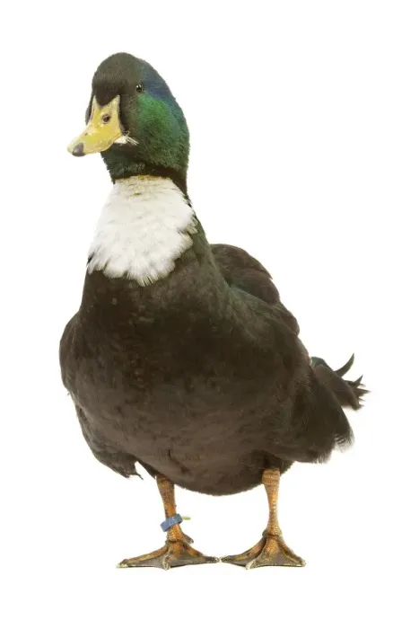 Framed Print : Duclair Duck - in studio