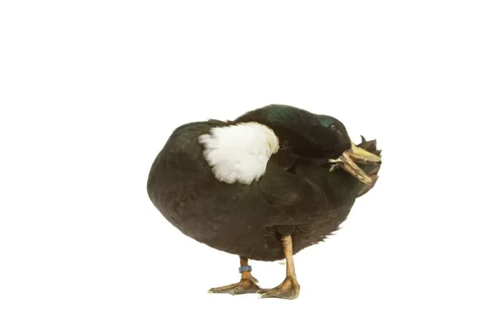 Framed Print : Duclair Duck - in studio Framed Print : Duclair Duck - in studio