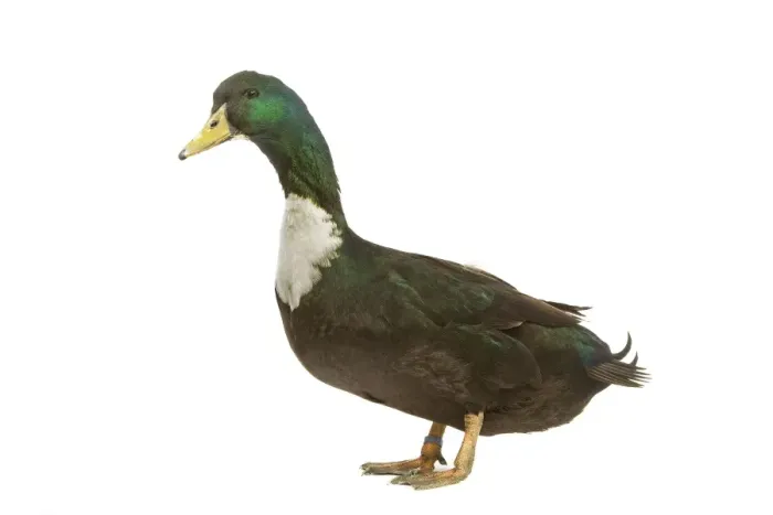 Framed Print : Duclair Duck - in studio Framed Print : Duclair Duck - in studio