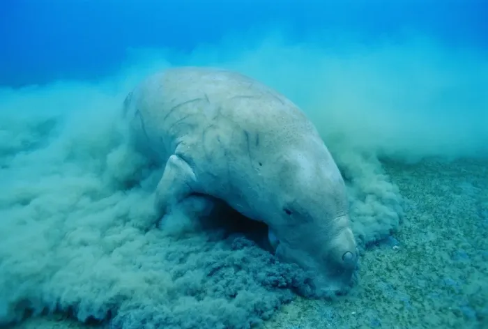 Framed Print : Dugong - feeding Framed Print : Dugong - feeding