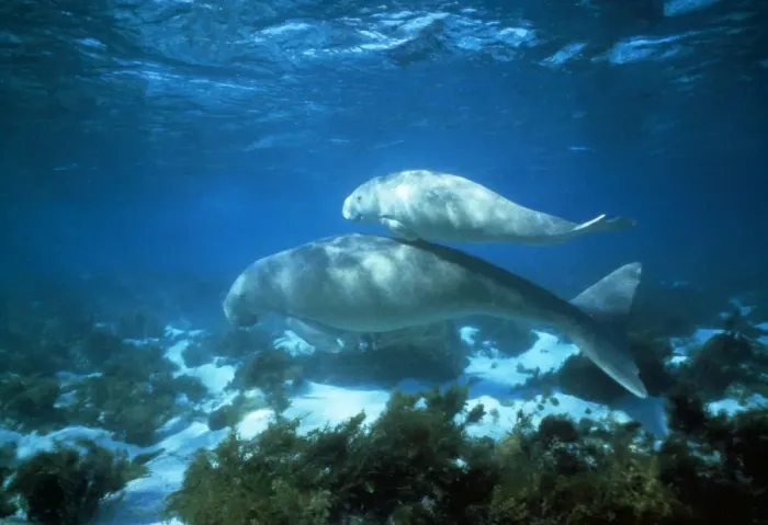 Framed Print : Dugong - female and calf - Shark Bay, Australia Framed Print : Dugong - female and calf - Shark Bay, Australia