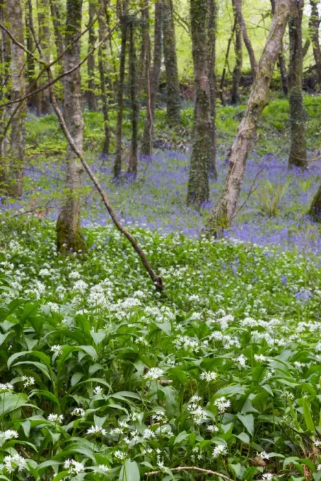 Framed Print : Duloe Woods in Spring - with Wild Garlic and Bluebells - Cornwall, UK Framed Print : Duloe Woods in Spring - with Wild Garlic and Bluebells - Cornwall, UK