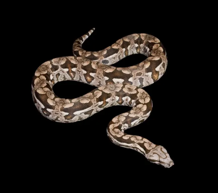 Framed Print : Dumeril's Boa - Madagascar Framed Print : Dumeril's Boa - Madagascar