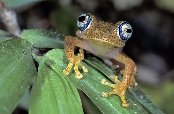 Dumeril's Bright-eyed Frog - Andasibe - Mantadia National Park - Madagascar