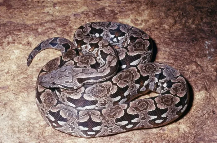Framed Print : Dumeril's Ground Boa KEL 384 Damp forests of Madagascar Boa dumerili © Ken Lucas / ardea. com Framed Print : Dumeril's Ground Boa KEL 384 Damp forests of Madagascar Boa dumerili © Ken Lucas / ardea. com