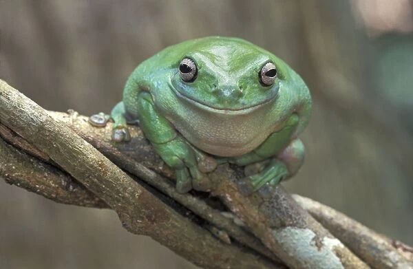 Dumpy Treefrog - Kakadu N. P. - Australia