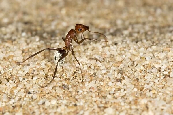 Dune Ant - Full body on dunes sand - Dunes - Namib Desert - Namibia - Africa