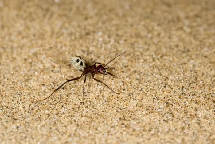 Framed Print : Dune Ant - Full body on dunes sand - Dunes - Namib Desert - Namibia - Africa Framed Print : Dune Ant - Full body on dunes sand - Dunes - Namib Desert - Namibia - Africa