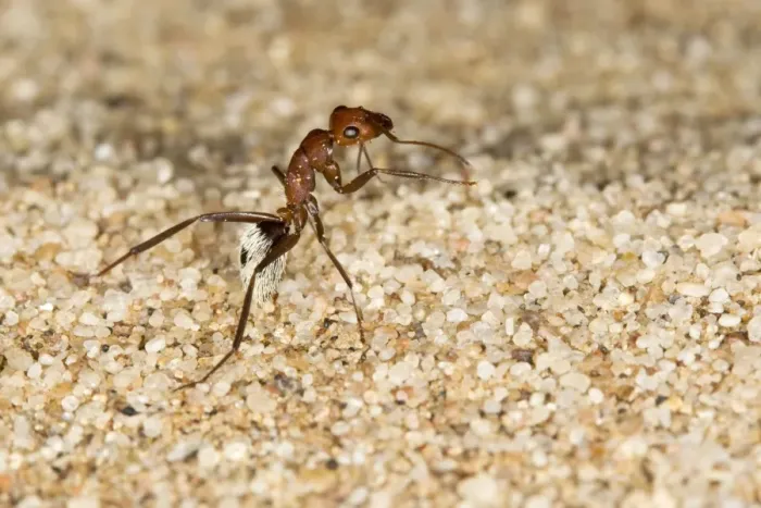 Framed Print : Dune Ant - Full body on dunes sand - Dunes - Namib Desert - Namibia - Africa Framed Print : Dune Ant - Full body on dunes sand - Dunes - Namib Desert - Namibia - Africa