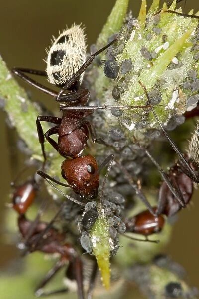 Dune Ant - Close up of ants tending / farming aphids - Dunes - Namib Desert -Namibia - Africa