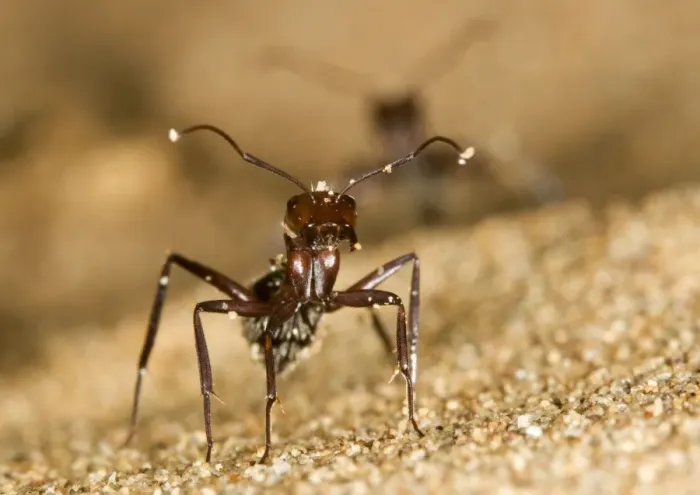 Framed Print : Dune Ant - Close up during confrontational pose - Dunes - Namib Desert - Namibia - Africa