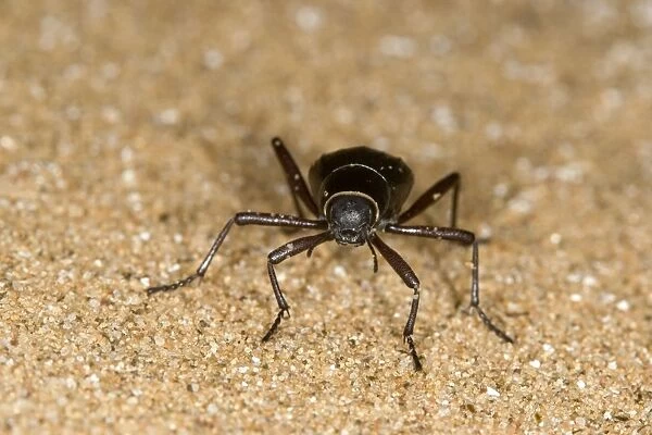 Dune Beetle - Close up standing on dune sand - Namib Desert - Namibia - Africa