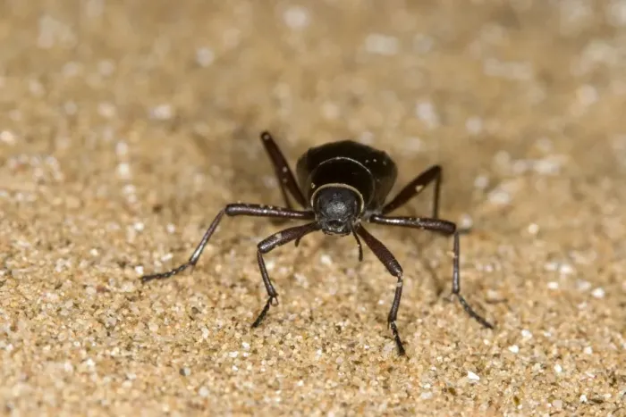 Framed Print : Dune Beetle - Close up standing on dune sand - Namib Desert - Namibia - Africa Framed Print : Dune Beetle - Close up standing on dune sand - Namib Desert - Namibia - Africa