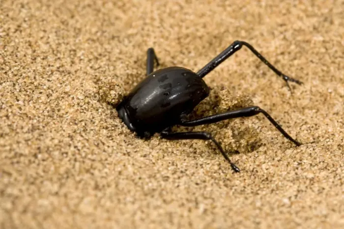 Framed Print : Dune Beetle - Digging in to dune sand to evade predation - Namib Desert - Namibia - Africa Framed Print : Dune Beetle - Digging in to dune sand to evade predation - Namib Desert - Namibia - Africa