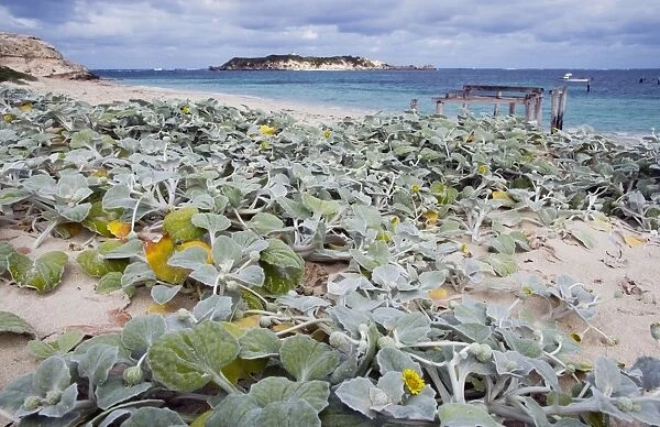 Dune Cabbage. Grows only on dunes and is a useful stabilising plant. Introduced from Africa. Hamelin Bay, Western Australia