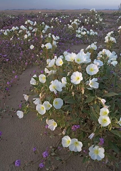 Dune Evening Primrose - on Algodones dunes (also known as Imperial sand dunes) : protected part of dunes, with abundant flowers such as sand verbena. SE California, near Mexican border, USA