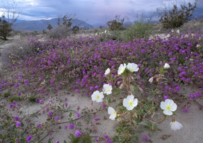 Framed Print : Dune Evening-primrose - in flower Framed Print : Dune Evening-primrose - in flower