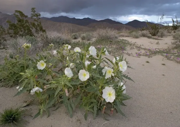 Framed Print : Dune Primrose Framed Print : Dune Primrose