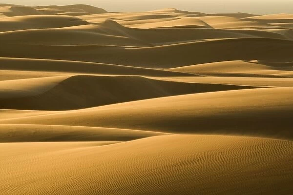 Dunes in late afternoon light - Dune Fields - Namib Desert - Namibia - Africa