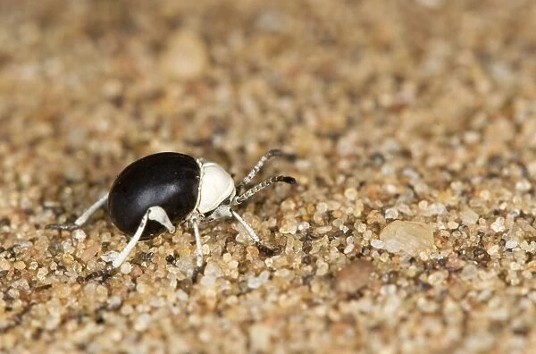Dung Beetle - Close up of entire body - Namib Desert - Namibia - Africa